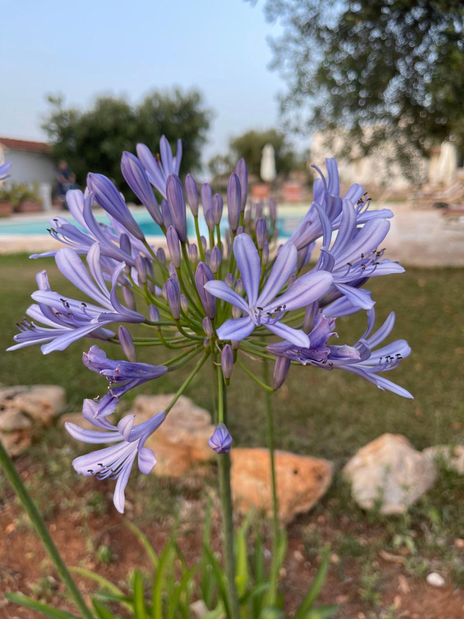 Masseria I Raffi B&B Монополи Экстерьер фото